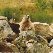 Photo de Marmotte