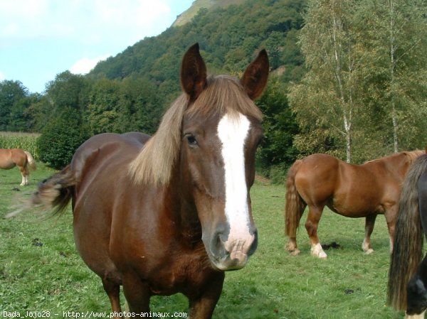 Photo de Breton