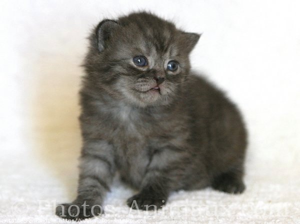 Photo de British shorthair