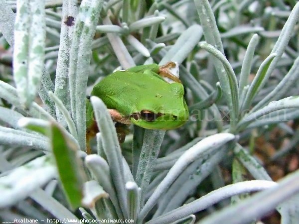 Photo de Grenouille - rainette