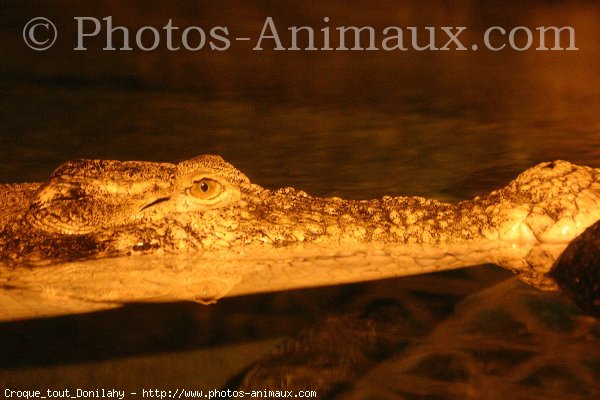 Photo de Crocodile