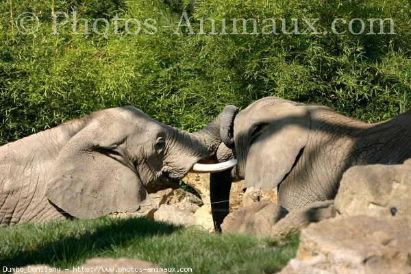 Photo d'Elphant d'afrique