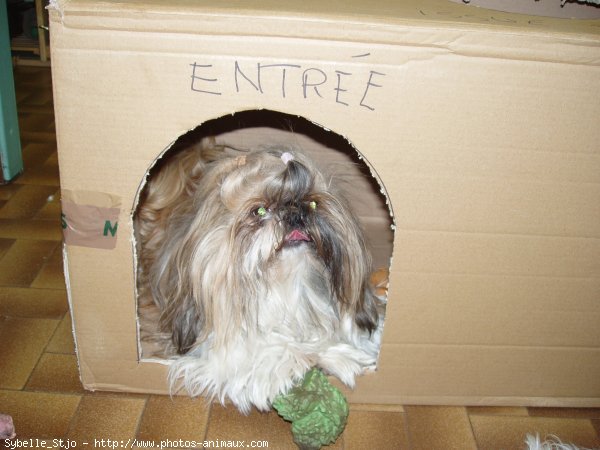 Photo de Shih tzu