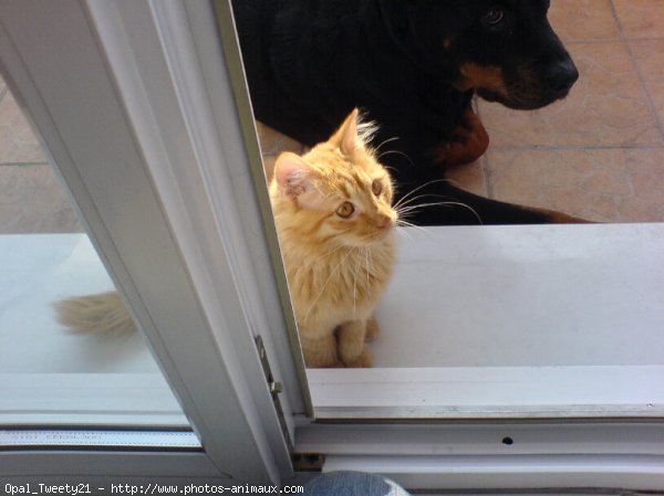 Photo de Chat domestique