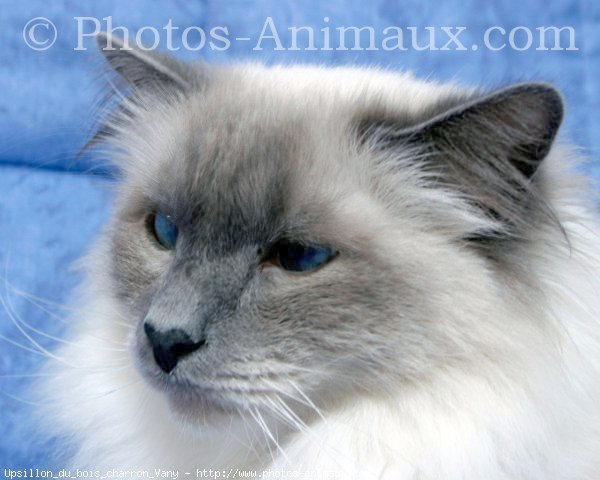 Photo de Sacr de birmanie