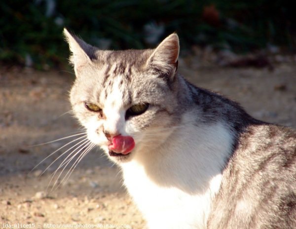 Photo de Chat domestique