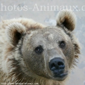 Photo d'Ours