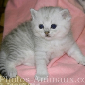 Photo de British shorthair