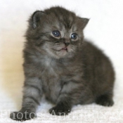 Photo de British shorthair