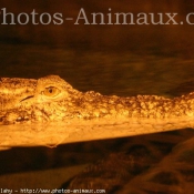 Photo de Crocodile