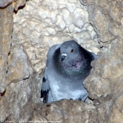 Photo de Pigeon