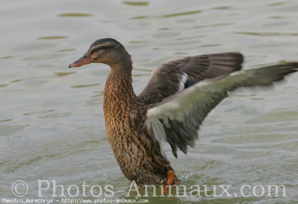 Photo de Canard