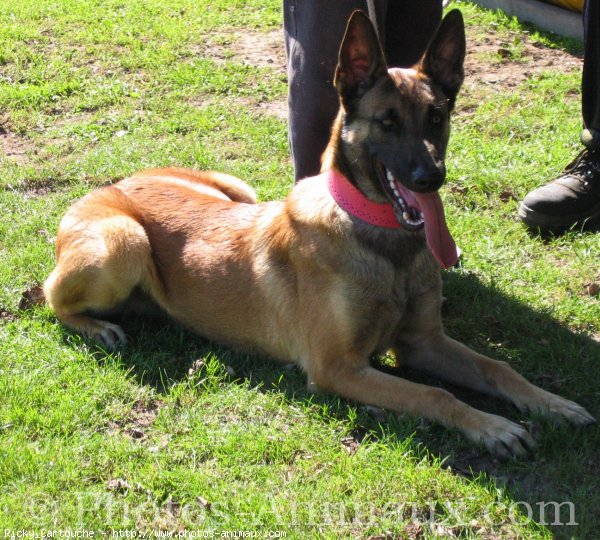 Photo de Berger belge malinois