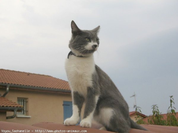 Photo de Chat domestique