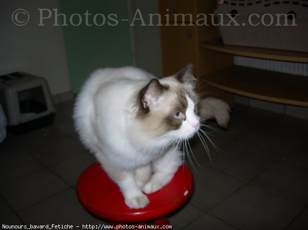 Photo de Ragdoll