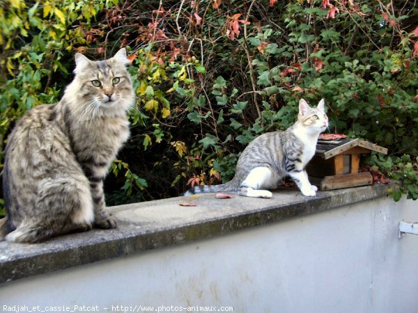 Photo de Chat domestique