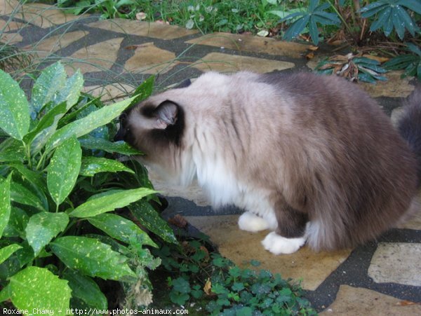 Photo de Ragdoll