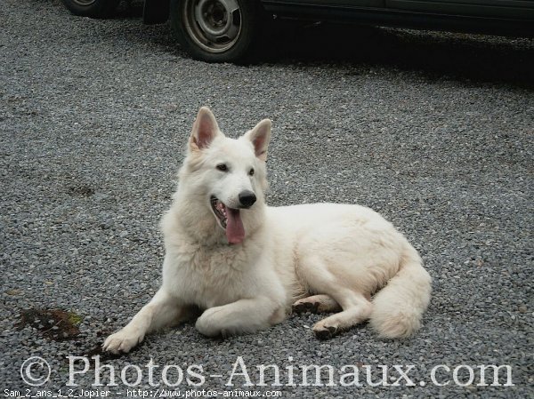 Photo de Berger blanc suisse