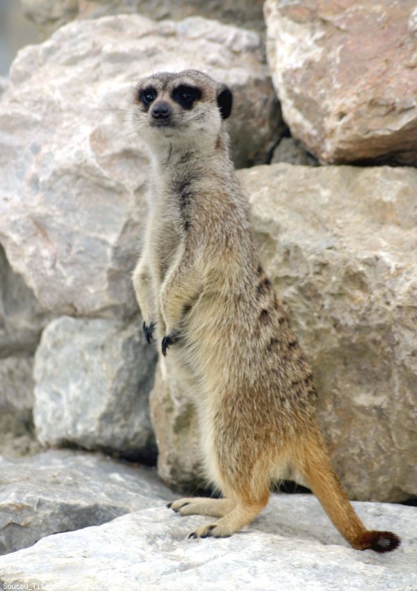 Photo de Suricate