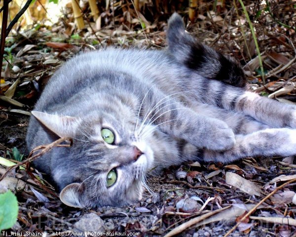 Photo de Chat domestique