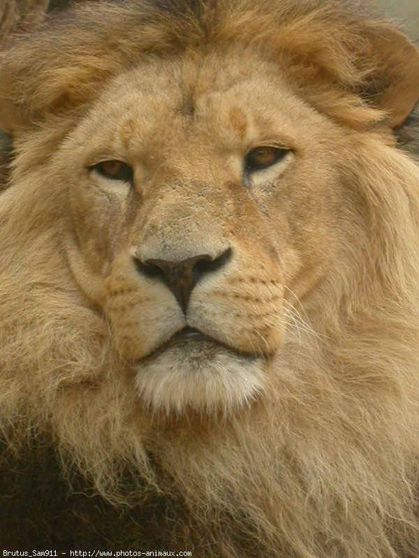 Photo de Lion