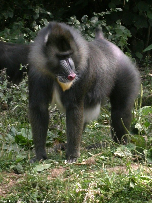 Photo de Singe