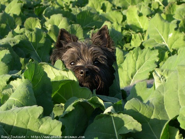 Photo de Cairn terrier