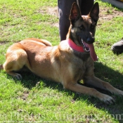 Photo de Berger belge malinois