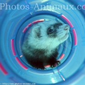 Photo de Furet