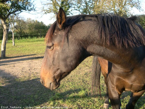 Photo de Selle franais