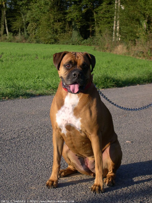 Photo de Boxer