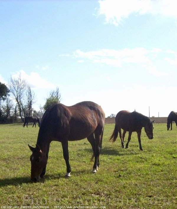 Photo de Trotteur franais