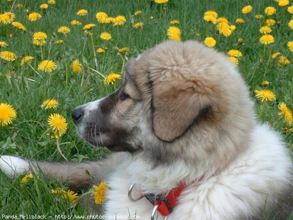 Photo de Saint-bernard poil long