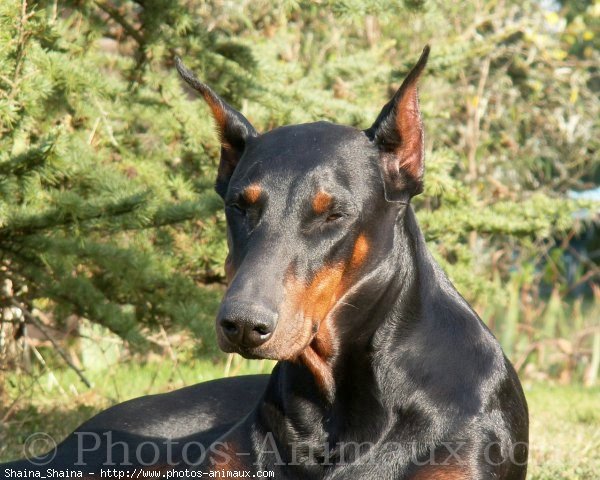 Photo de Dobermann