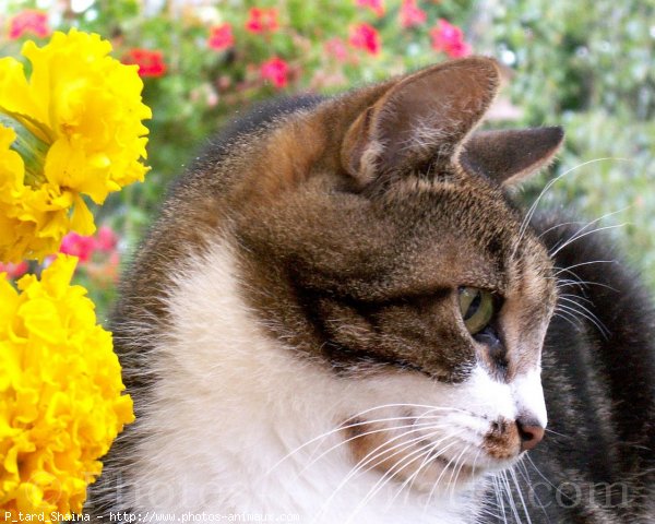 Photo de Chat domestique