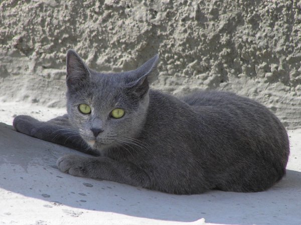 Photo de Chat domestique