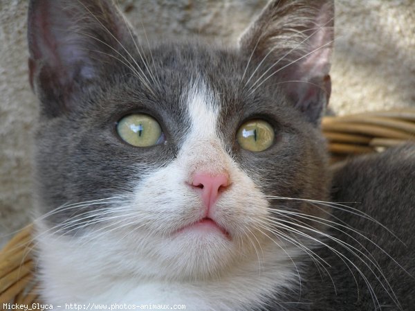 Photo de Chat domestique