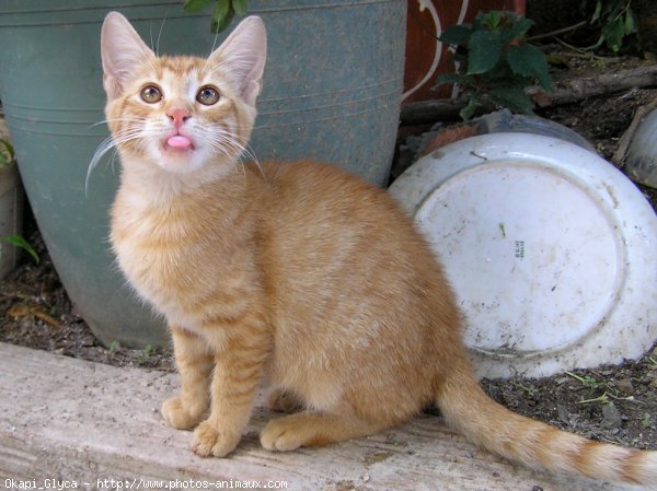 Photo de Chat domestique