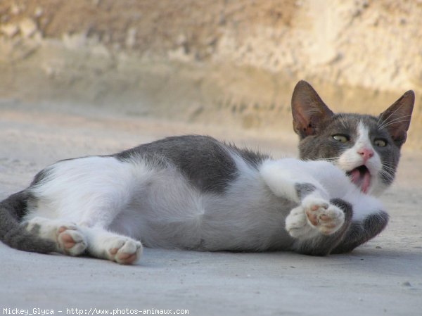 Photo de Chat domestique