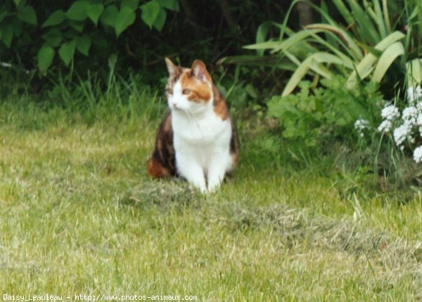 Photo de Chat domestique