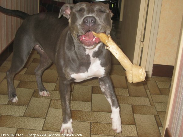 Photo d'American staffordshire terrier