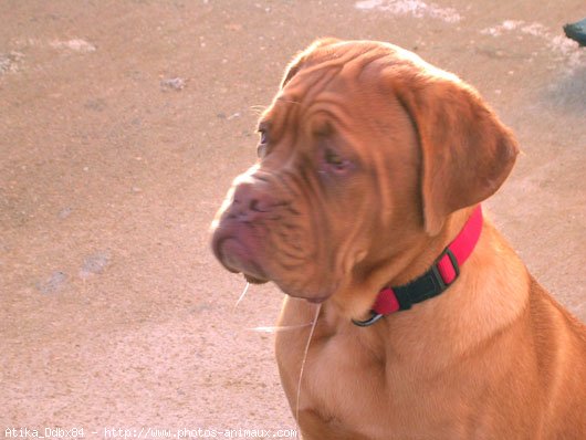 Photo de Dogue de bordeaux