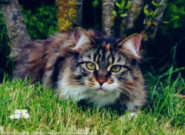 Photo de Maine coon