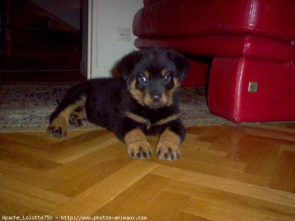 Photo de Rottweiler