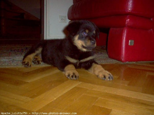 Photo de Rottweiler