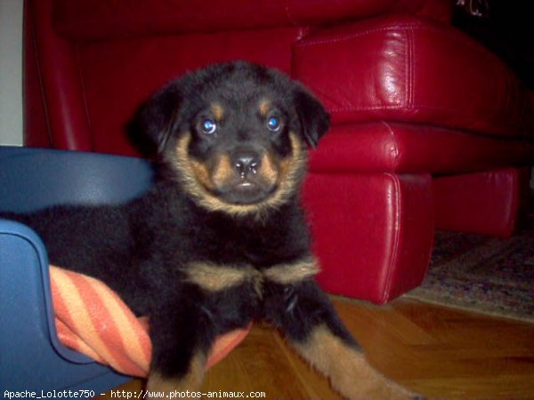 Photo de Rottweiler