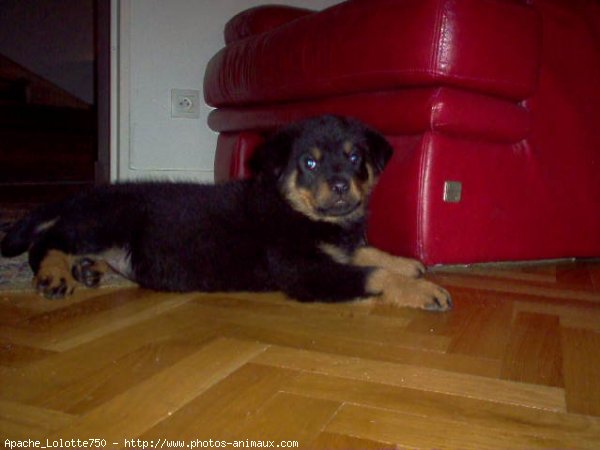 Photo de Rottweiler