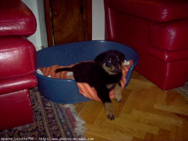 Photo de Rottweiler