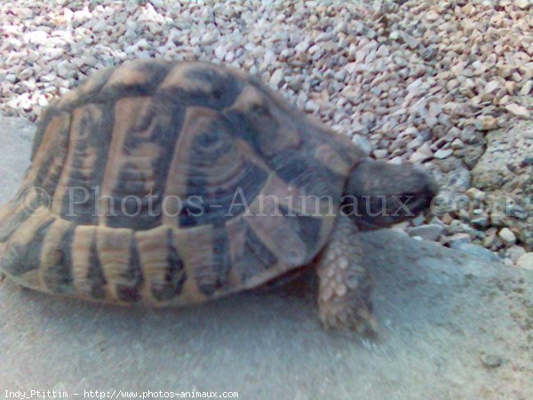 Photo de Tortue