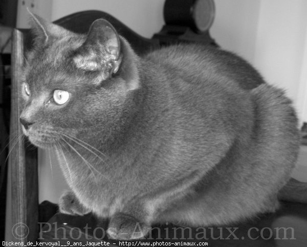 Photo de Chartreux